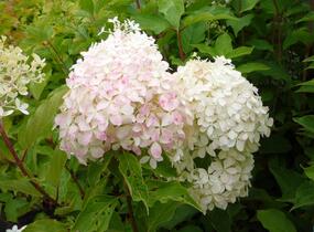 Hortenzie latnatá 'Phantom' - Hydrangea paniculata 'Phantom'