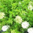 Hortenzie latnatá 'Phantom' - Hydrangea paniculata 'Phantom'