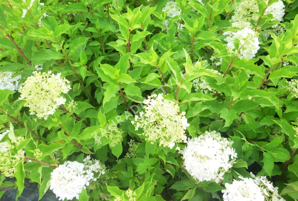 Hortenzie latnatá 'Phantom' - Hydrangea paniculata 'Phantom'