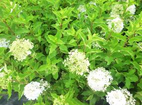 Hortenzie latnatá 'Phantom' - Hydrangea paniculata 'Phantom'