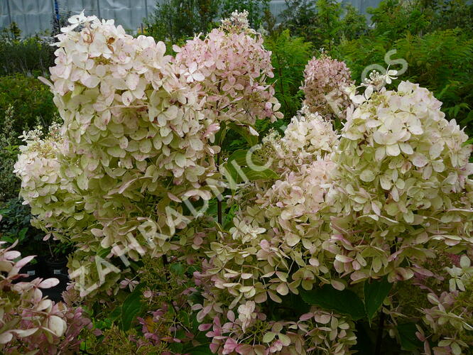 Hortenzie latnatá 'Phantom' - Hydrangea paniculata 'Phantom'