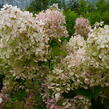 Hortenzie latnatá 'Phantom' - Hydrangea paniculata 'Phantom'