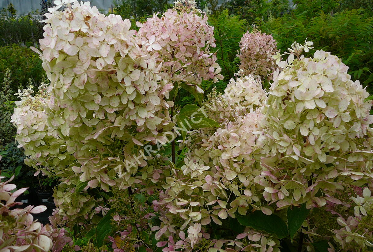 Hortenzie latnatá 'Phantom' - Hydrangea paniculata 'Phantom'