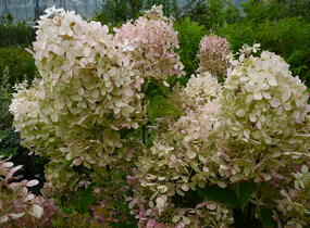 Hortenzie latnatá 'Phantom' - Hydrangea paniculata 'Phantom'