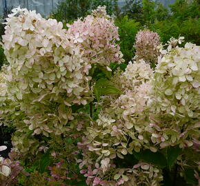 Hortenzie latnatá 'Phantom' - Hydrangea paniculata 'Phantom'
