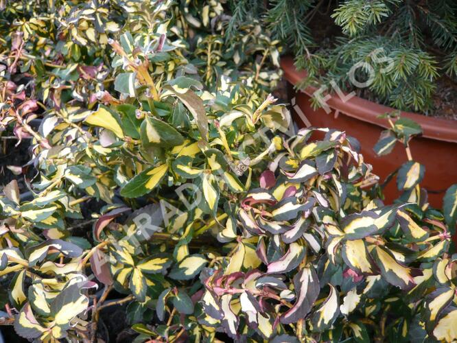 Brslen Fortuneův 'Mickaela' - Euonymus fortunei 'Mickaela'