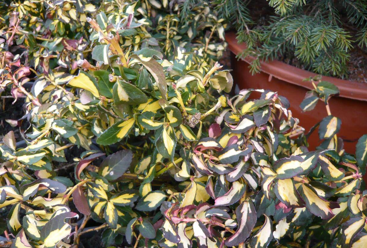 Brslen Fortuneův 'Mickaela' - Euonymus fortunei 'Mickaela'
