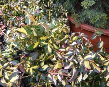 Brslen Fortuneův 'Mickaela'