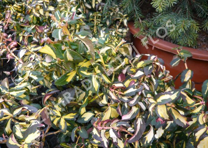Brslen Fortuneův 'Mickaela' - Euonymus fortunei 'Mickaela'