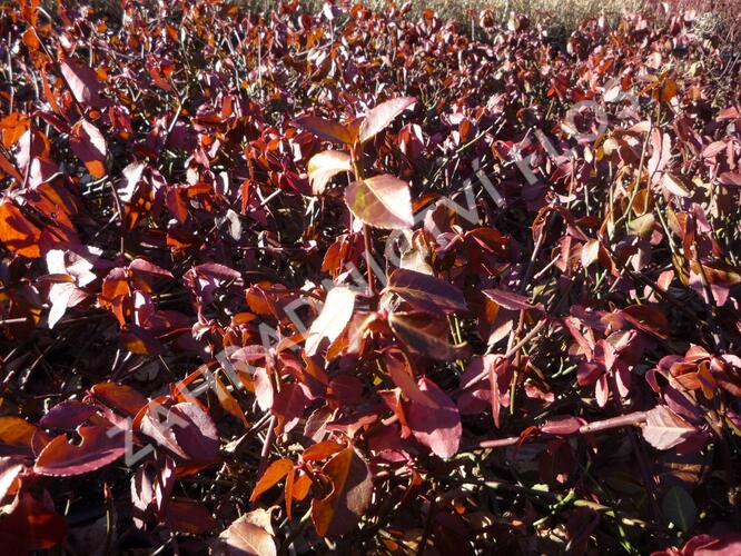 Brslen Fortuneův 'Hort's Blaze' - Euonymus fortunei 'Hort's Blaze'