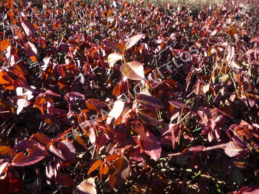 Brslen Fortuneův 'Hort's Blaze' - Euonymus fortunei 'Hort's Blaze'