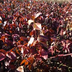 Brslen Fortuneův 'Hort's Blaze' - Euonymus fortunei 'Hort's Blaze'