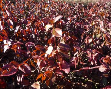 Brslen Fortuneův 'Hort's Blaze'