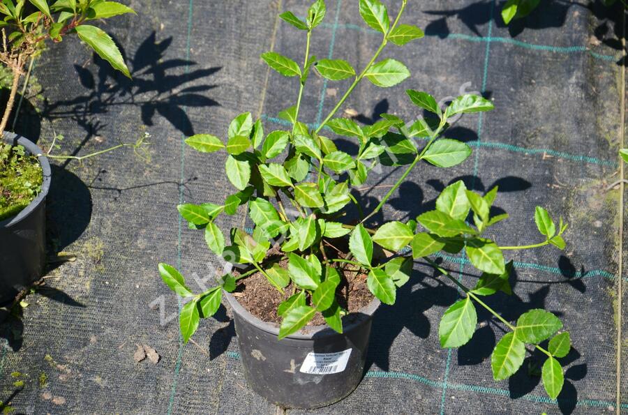 Brslen Fortuneův 'Hort's Blaze' - Euonymus fortunei 'Hort's Blaze'