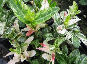 Brslen Fortuneův 'Harlequin' - Euonymus fortunei 'Harlequin'