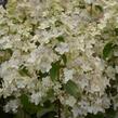 Hortenzie latnatá 'Confetti' - Hydrangea paniculata 'Confetti'