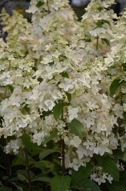 Hortenzie latnatá 'Confetti' - Hydrangea paniculata 'Confetti'