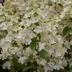 Hortenzie latnatá 'Confetti' - Hydrangea paniculata 'Confetti'