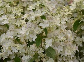 Hortenzie latnatá 'Confetti' - Hydrangea paniculata 'Confetti'
