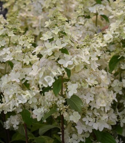 Hortenzie latnatá 'Confetti' - Hydrangea paniculata 'Confetti'