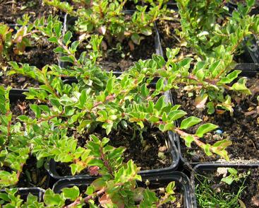 Skalník přitisklý