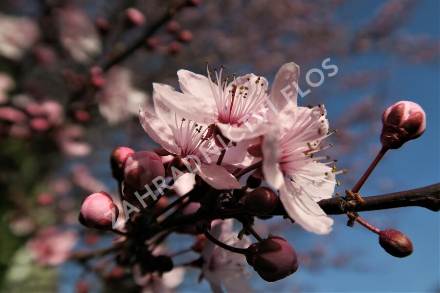 Slivoň myrobalán 'Nigra' - Prunus cerasifera 'Nigra'