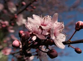 Slivoň myrobalán 'Nigra' - Prunus cerasifera 'Nigra'