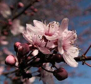 Slivoň myrobalán 'Nigra' - Prunus cerasifera 'Nigra'