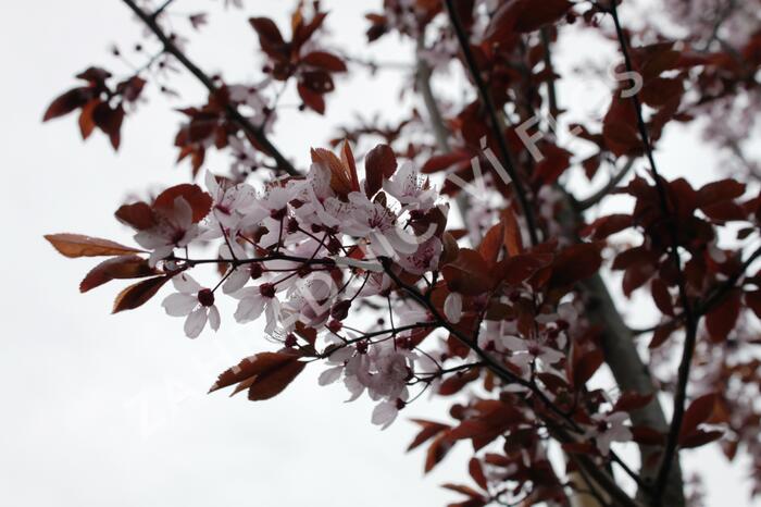 Slivoň myrobalán 'Nigra' - Prunus cerasifera 'Nigra'