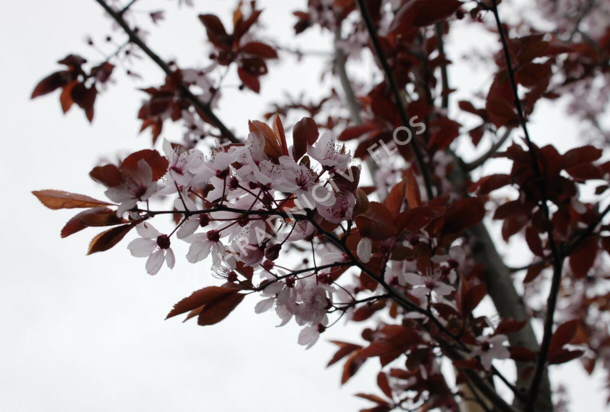 Slivoň myrobalán 'Nigra' - Prunus cerasifera 'Nigra'