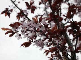 Slivoň myrobalán 'Nigra' - Prunus cerasifera 'Nigra'
