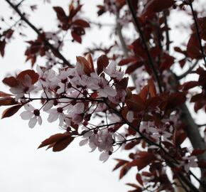 Slivoň myrobalán 'Nigra' - Prunus cerasifera 'Nigra'