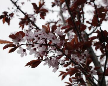 Slivoň myrobalán 'Nigra'