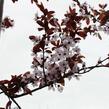 Slivoň myrobalán 'Nigra' - Prunus cerasifera 'Nigra'