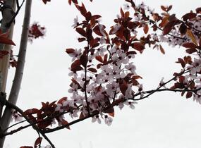 Slivoň myrobalán 'Nigra' - Prunus cerasifera 'Nigra'
