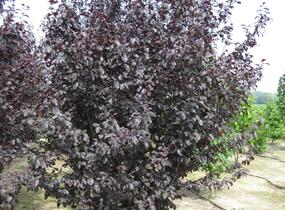 Slivoň myrobalán 'Nigra' - Prunus cerasifera 'Nigra'
