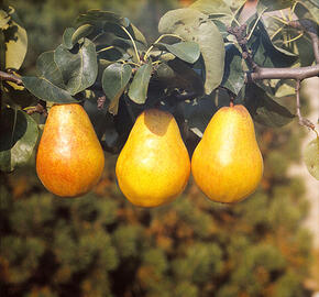 Hrušeň letní 'Williamsova' - Pyrus communis 'Williamsova'