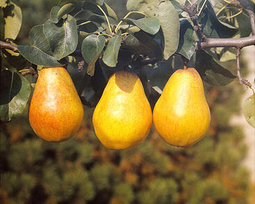 Hrušeň letní 'Williamsova'