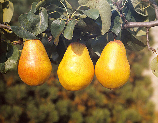 Hrušeň letní 'Williamsova' - Pyrus communis 'Williamsova'