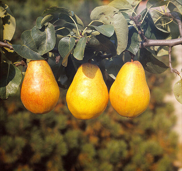 Hrušeň letní 'Williamsova' - Pyrus communis 'Williamsova'