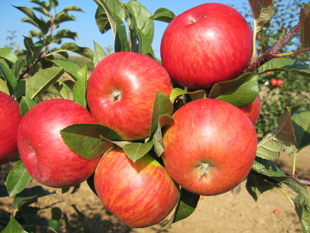 Jabloň zimní 'Topaz' - Malus domestica 'Topaz'