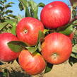 Jabloň zimní 'Topaz' - Malus domestica 'Topaz'