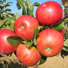 Jabloň zimní 'Topaz' - Malus domestica 'Topaz'