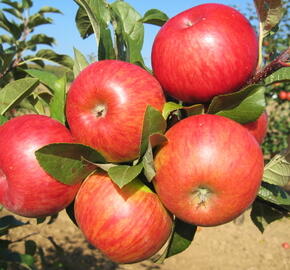 Jabloň zimní 'Topaz' - Malus domestica 'Topaz'