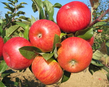 Jabloň zimní 'Topaz'