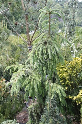 Smrk omorika 'Pendula' - Picea omorika 'Pendula'