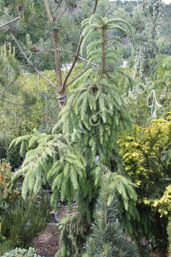 Smrk omorika 'Pendula' - Picea omorika 'Pendula'