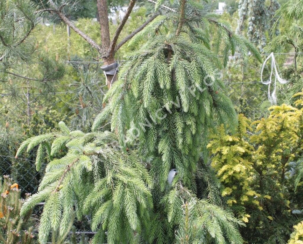 Smrk omorika 'Pendula' - Picea omorika 'Pendula'