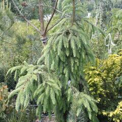 Smrk omorika 'Pendula' - Picea omorika 'Pendula'