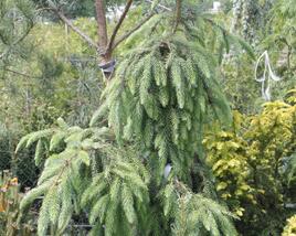 Smrk omorika 'Pendula'